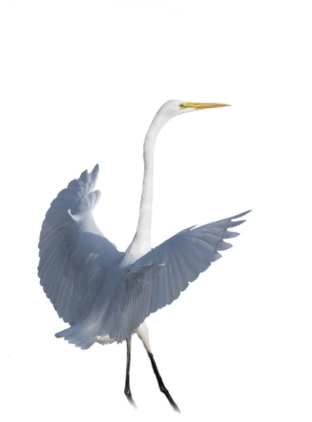 Grande Greto Bianco Ardea Alba — Foto Stock