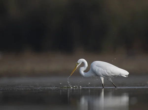 Grande Pesca Egret — Fotografia de Stock