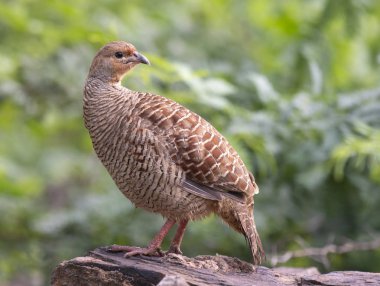 Gri turaç - Francolinus pondicerianus