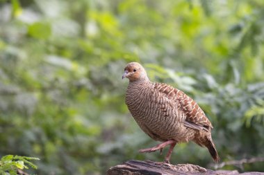 Gri turaç - Francolinus pondicerianus