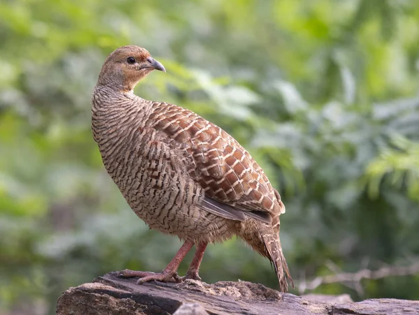 Gri turaç - Francolinus pondicerianus