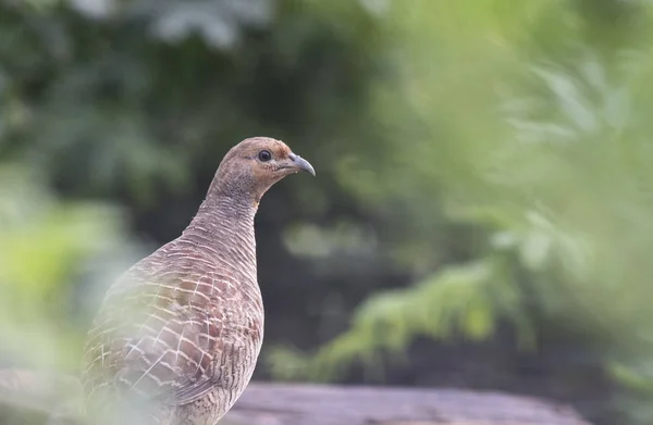 Γκρι Francolin Francolinus Pondicerianus — Φωτογραφία Αρχείου