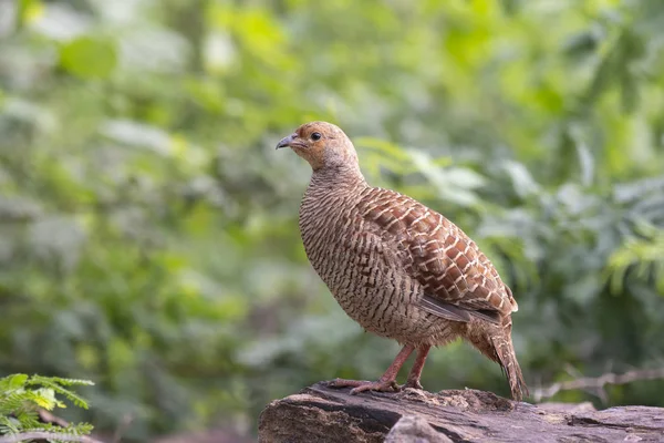 Γκρι Francolin Francolinus Pondicerianus — Φωτογραφία Αρχείου