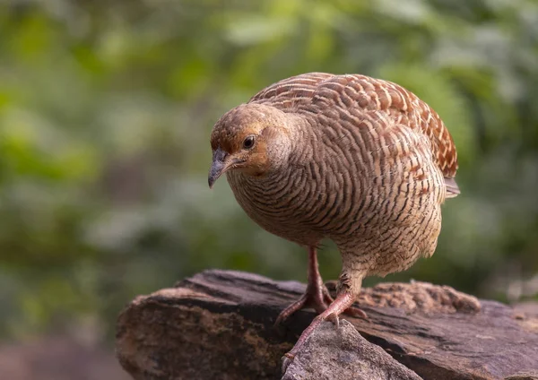 Grey Francolin Francolinus Pondicerianus — Stock Photo, Image