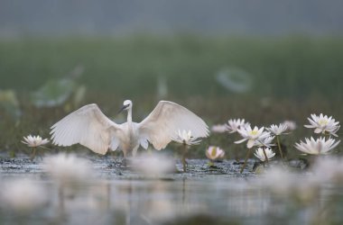 Küçük ak balıkçıl su lillies gölet
