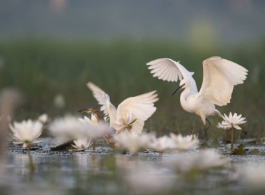 Küçük ak balıkçıl su lillies gölet