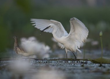 Çiçekli küçük ak balıkçıl