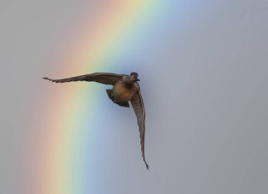 Duck flying over rainbow  clipart