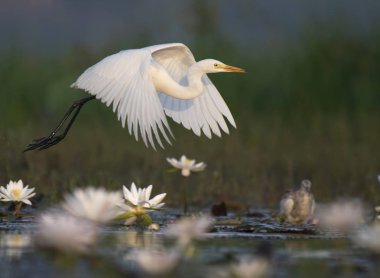  Egret in water lily pond  clipart