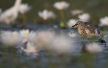 Indian Pond heron içinde lilyum gölet su 