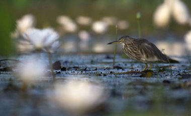 Indian Pond heron içinde lilyum gölet su 