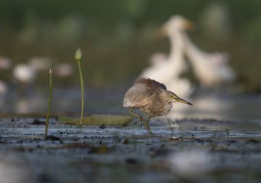 Indian Pond heron içinde lilyum gölet su 