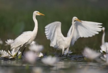  Egret in water lily pond  clipart