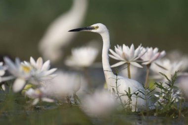 Little egret with flowers clipart