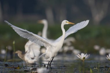  Nilüfer gölet ak balıkçıl 