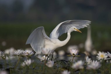  Egret in water lily pond  clipart