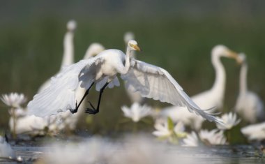  Nilüfer gölet ak balıkçıl 