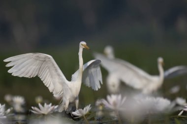  Nilüfer gölet ak balıkçıl 