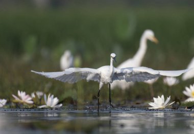Küçük ak balıkçıl su lillies gölet