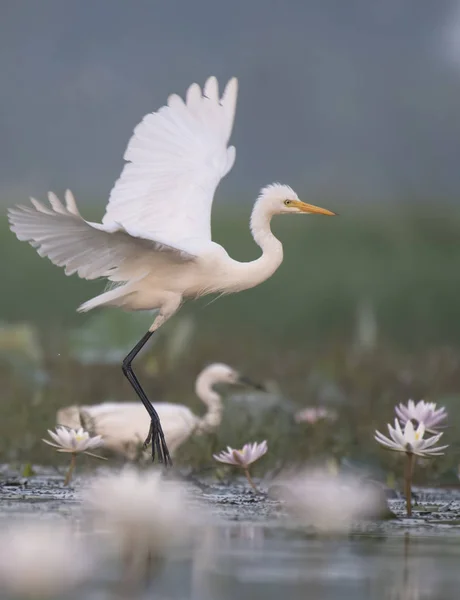 Egret Jezírko Lekníny — Stock fotografie