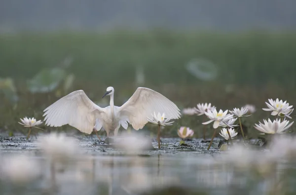 Küçük ak balıkçıl su lillies gölet