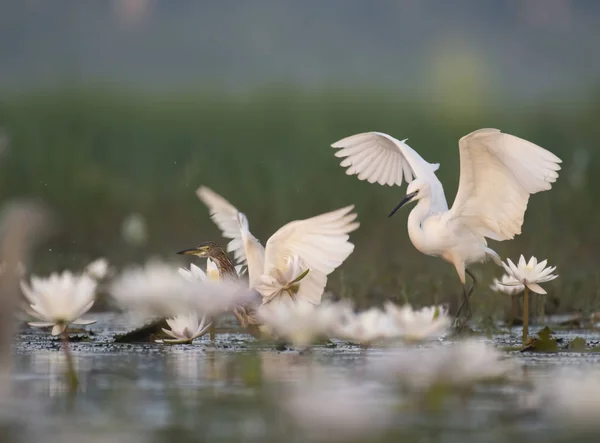 Küçük ak balıkçıl su lillies gölet