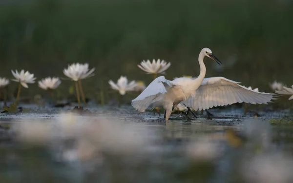 Czapla Nadobna Staw Lillies — Zdjęcie stockowe