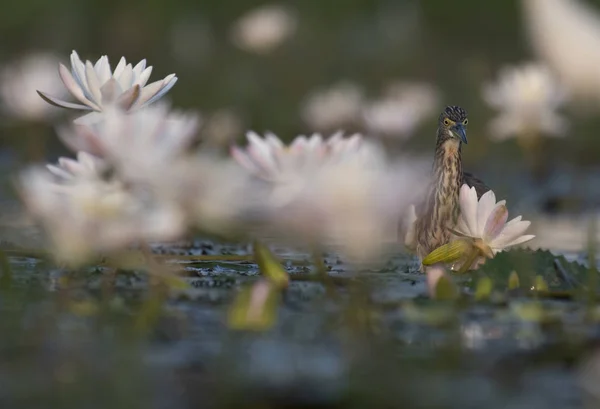 Indian Czapla Staw Lillies — Zdjęcie stockowe