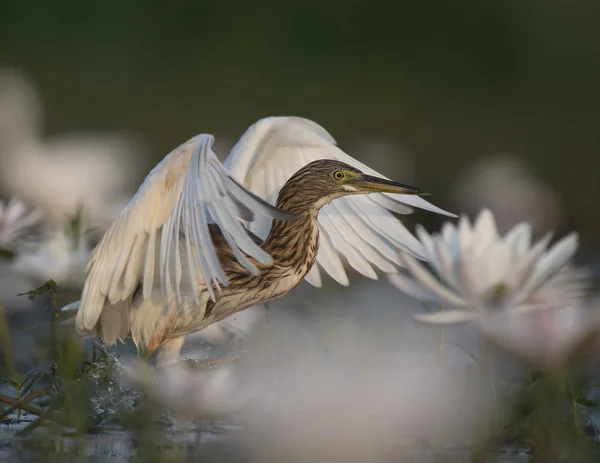 Чапля Індійська Ставок Води Lillies Ставок — стокове фото