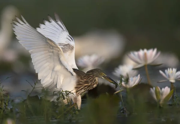 Чапля Індійська Ставок Води Lillies Ставок — стокове фото