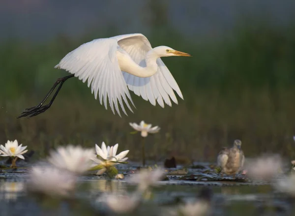 Егрет Воді Лілійний Ставок — стокове фото