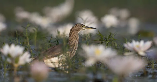 Чапля Індійська Ставок Води Lillies Ставок — стокове фото