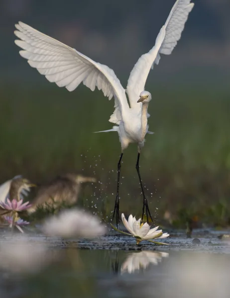 白鹭在水百合池塘 — 图库照片