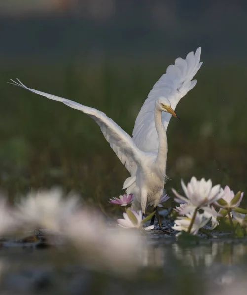 Егрет Воді Лілійний Ставок — стокове фото