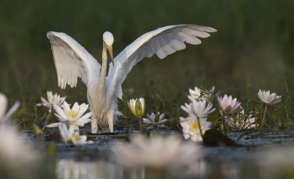 Егрет Воді Лілійний Ставок — стокове фото