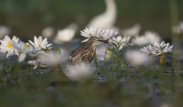 Indische Vijver Heron Water Lelies Vijver — Stockfoto