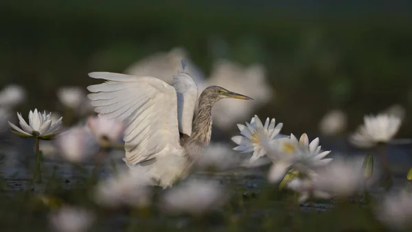 Ινδικό Λίμνη Ερωδιών Νερό Lillies Λίμνη — Φωτογραφία Αρχείου