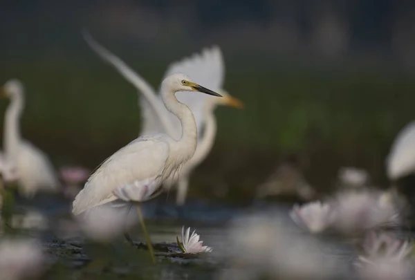 Egret Jezírko Lekníny — Stock fotografie