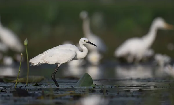 コサギのリリーズ池を水します — ストック写真