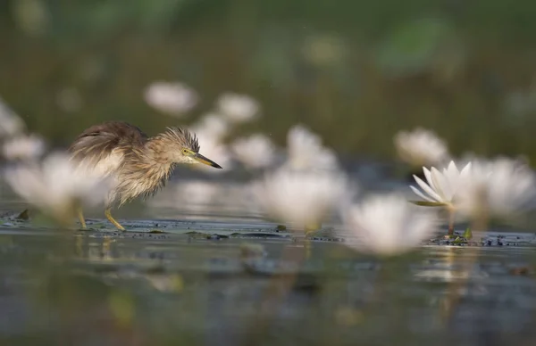 Indiska Pond Häger Vatten Lillies Damm — Stockfoto