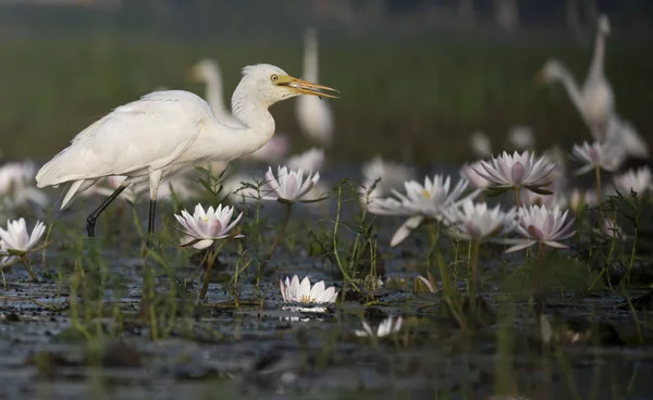 Egret Lagoa Lírio Água — Fotografia de Stock