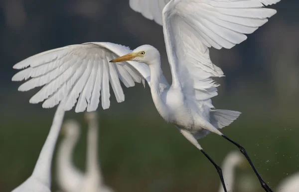 Primo Piano Flying Egret — Foto Stock