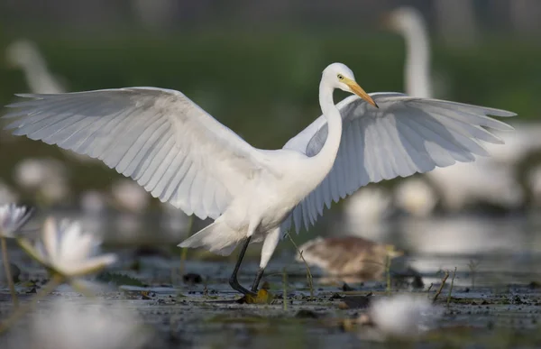 Egret Lagoa Lírio Água — Fotografia de Stock