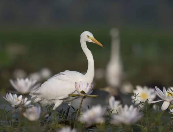 Grande Egret Zonas Húmidas — Fotografia de Stock