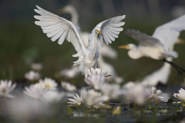 Егрет Воді Лілійний Ставок — стокове фото