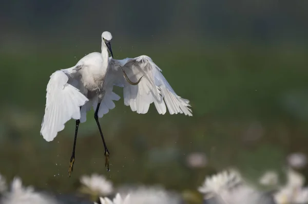 Little Egret Mancano Pesci — Foto Stock