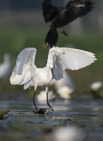 Egret Näckrosdamm — Stockfoto