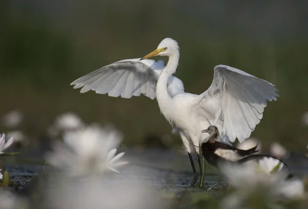 Egret Lagoa Lírio Água — Fotografia de Stock