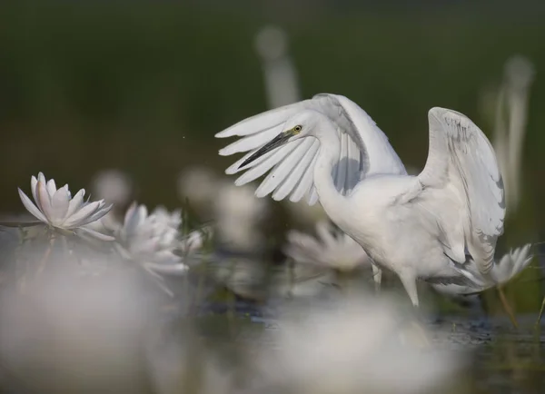 Micul Egret Iazul Lilieci Apă — Fotografie, imagine de stoc