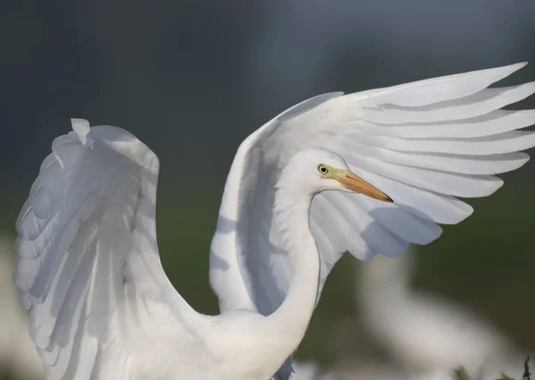 Egret Close All Alba — Foto Stock